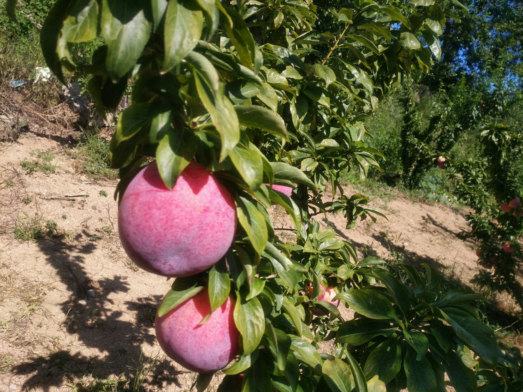 秋姬李子 60mm以上