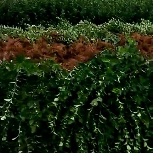 沭阳县胶东卫矛 