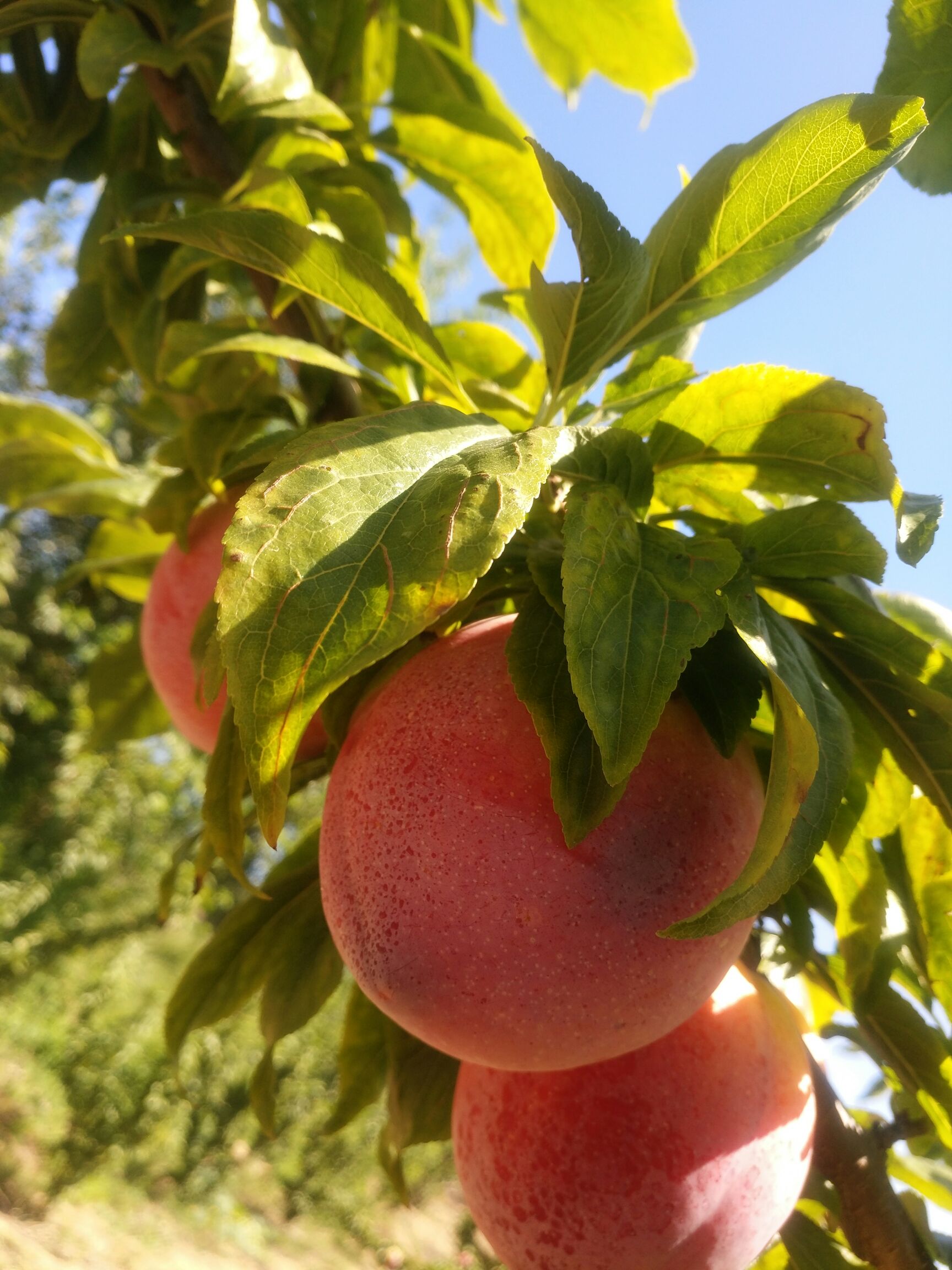 秋姬李子 60mm以上
