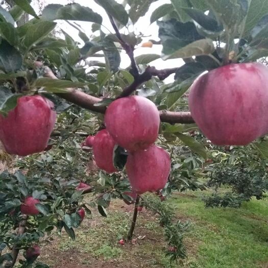 上海花牛苹果 纸+膜袋 表光 75mm以上