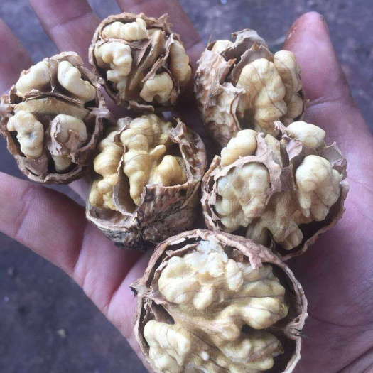 广州薄皮核桃 