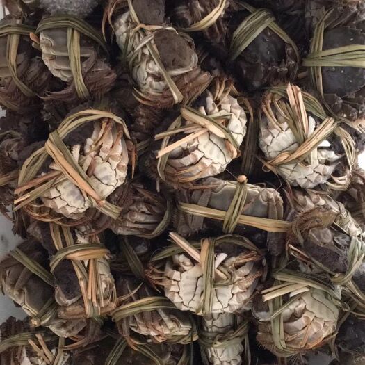 昆山市阳澄湖镇大闸蟹 1.4-1.6两 母蟹