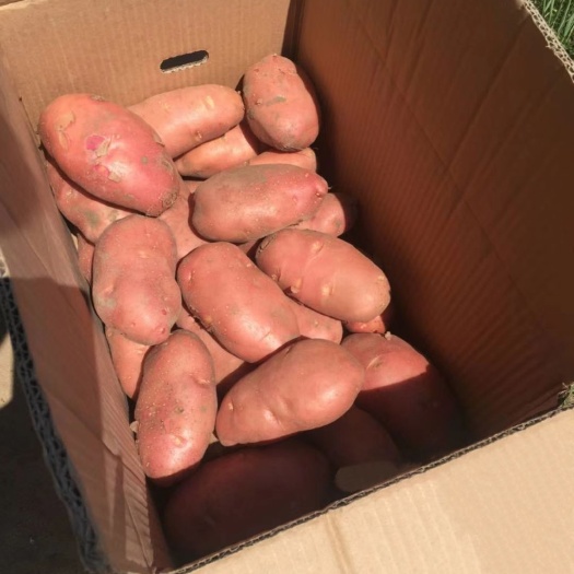 张北县荷兰14土豆  川引，货好价不高。日供150吨