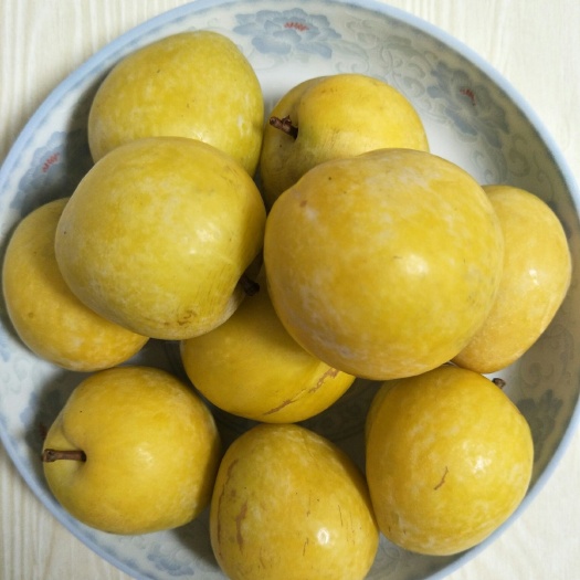 洪江市黄金奈李苗
