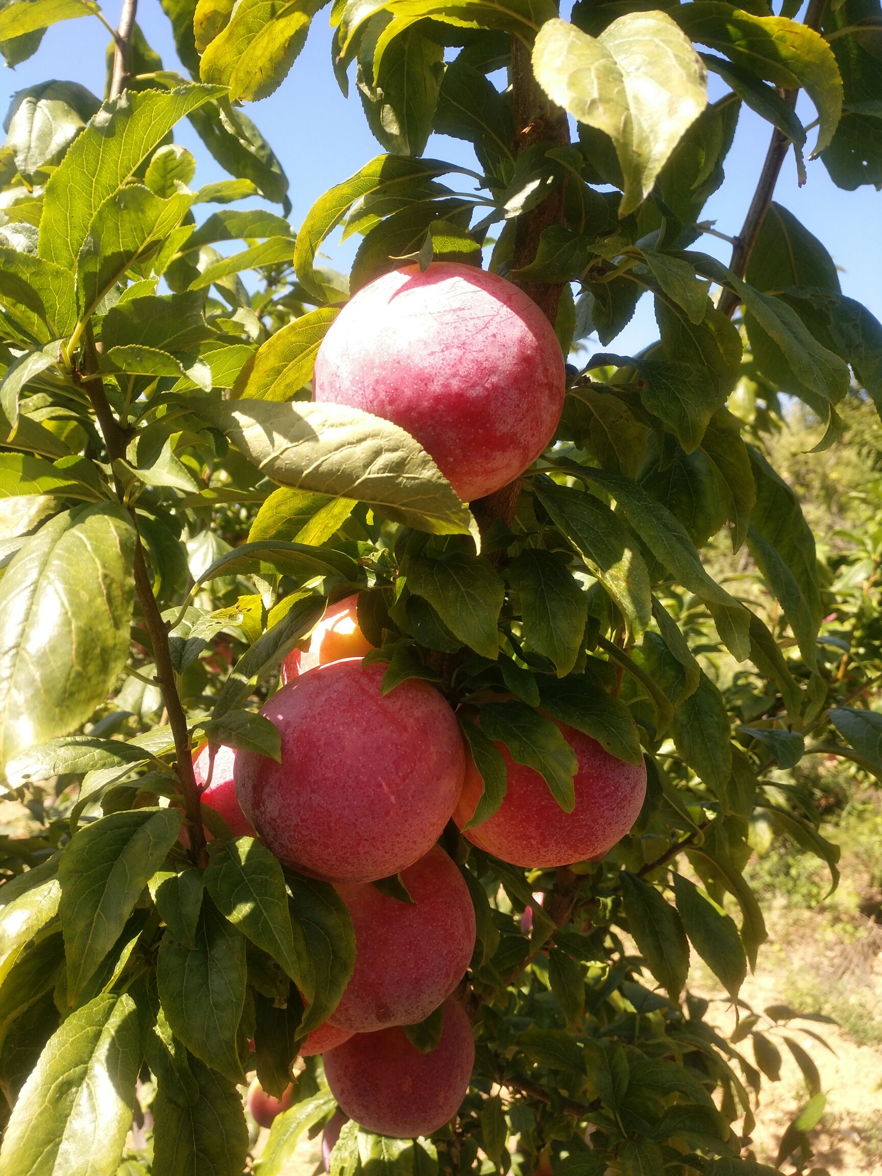 秋姬李子 60mm以上