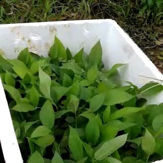 灵山县五指毛桃苗