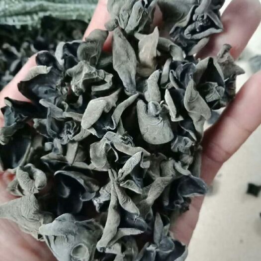 沧州黄松甸黑木耳 干木耳 一级 