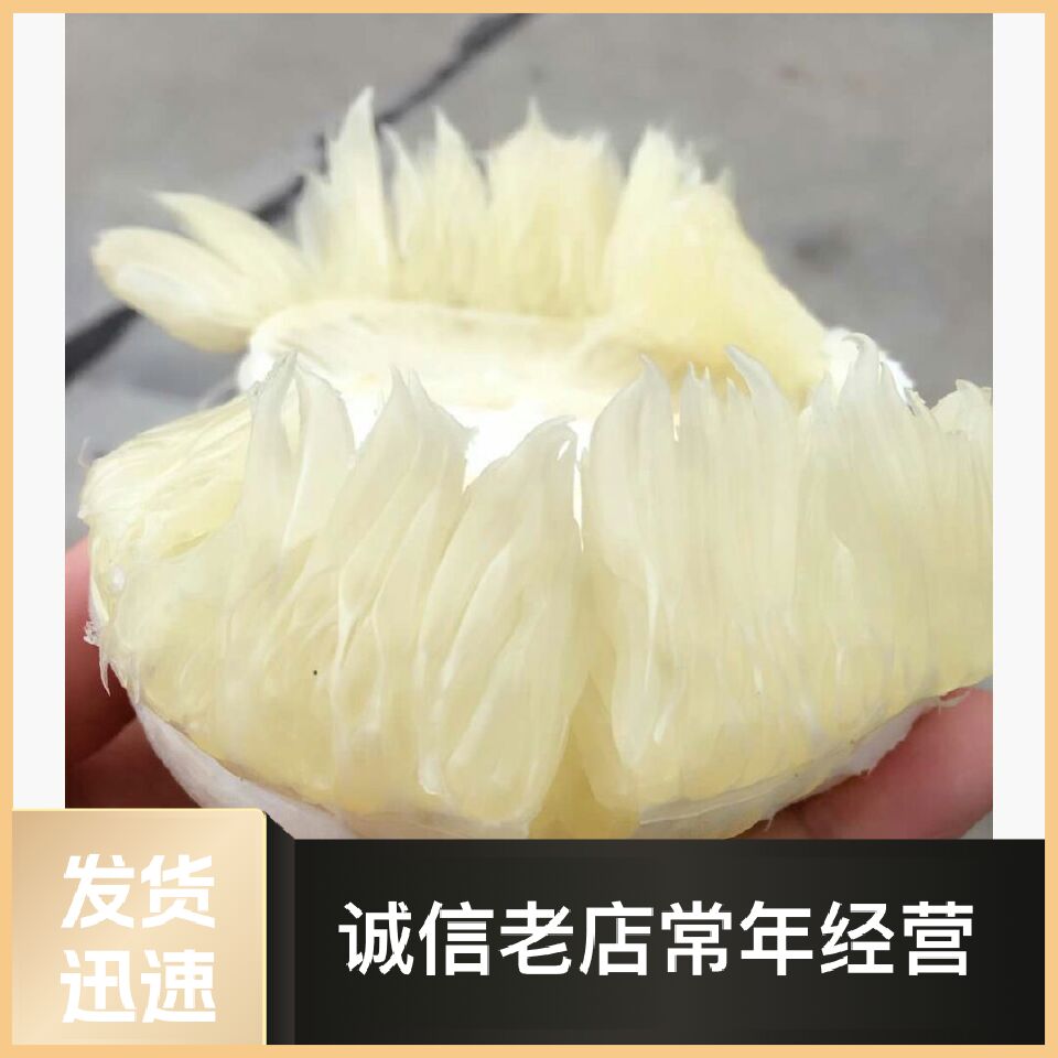柚树苗 安江冰糖柚丰产性强挂果早脆甜多汁特耐贮运种植效益