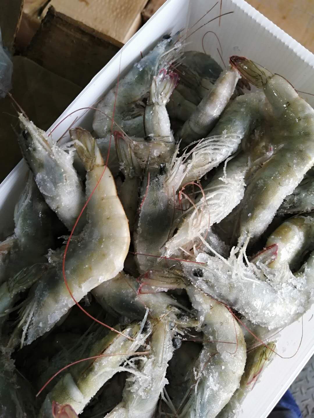 大虾 多尔虾 盐冻大虾20-30.30-40
