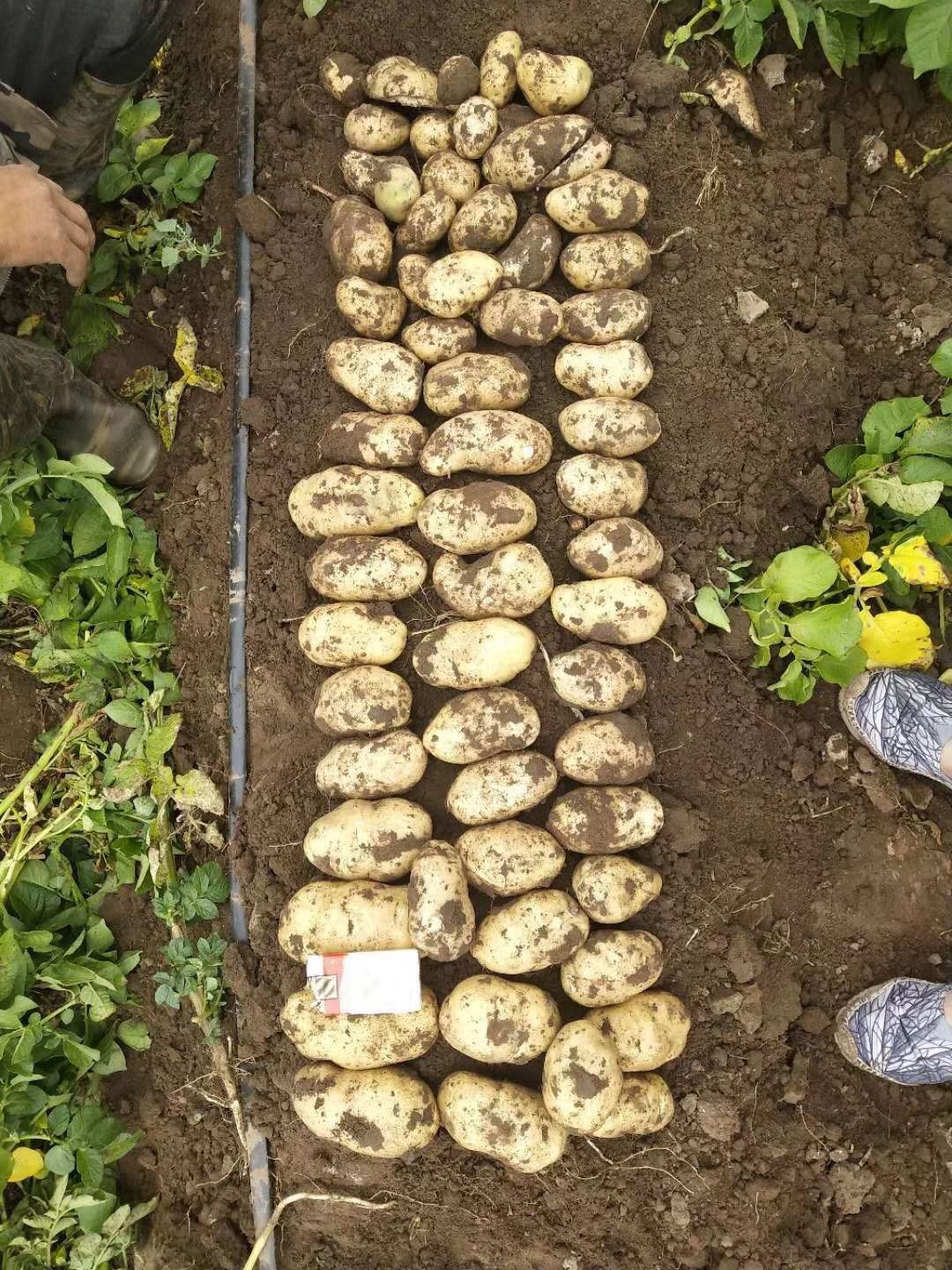 荷兰15号土豆 3两以上