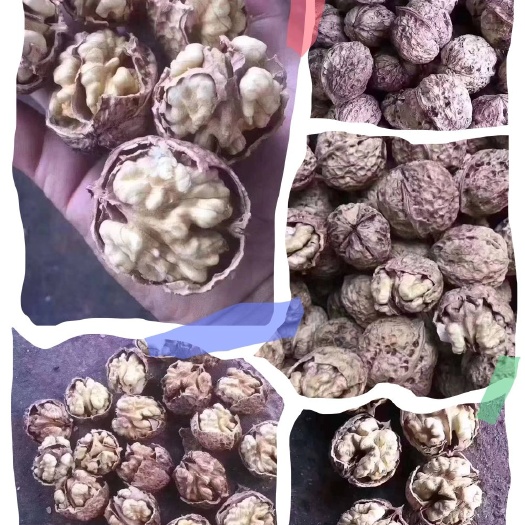 广州云南核桃