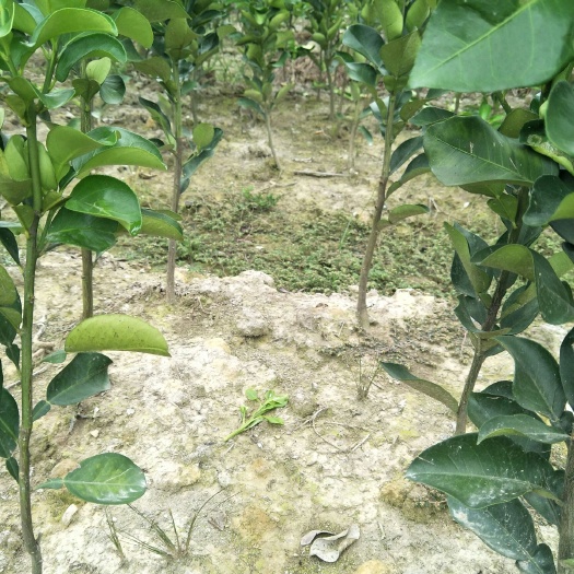 洪江市安江香柚苗 全国十大名柚移植苗根系好成话率高挂果早效益好