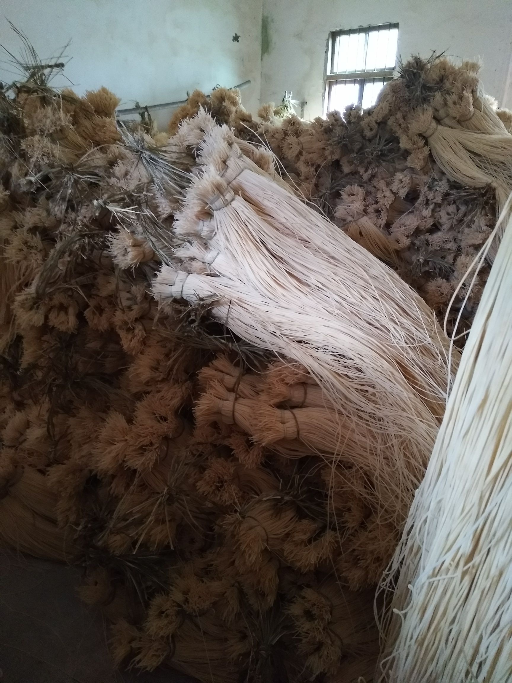 灯芯草 灯蕊草零售批发灯蕊草各种包装产品