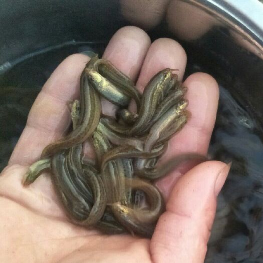 重庆市泥鳅苗