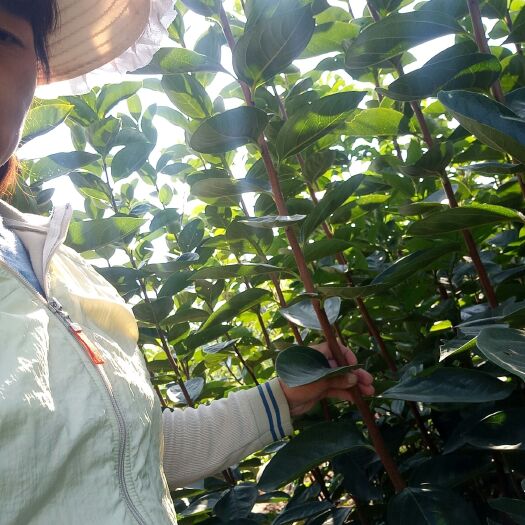 泰安阳丰甜柿苗 富有甜柿子树苗 批发价格