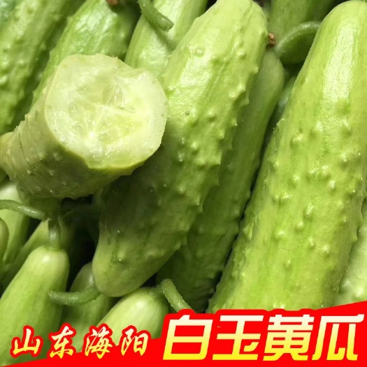 海阳市白玉黄瓜 25~35cm