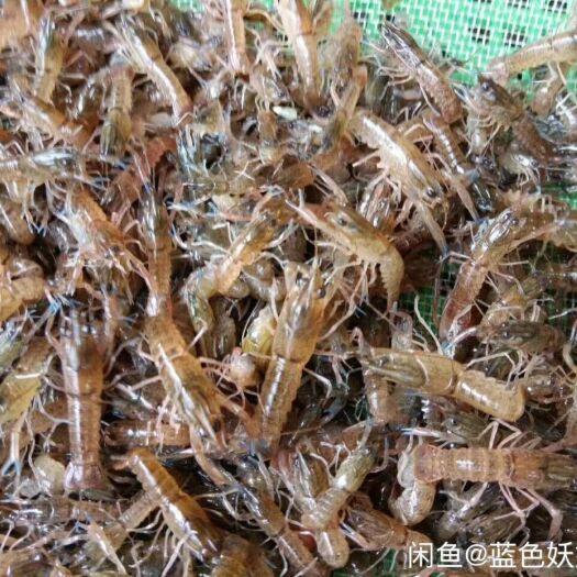 连云港小龙虾苗 