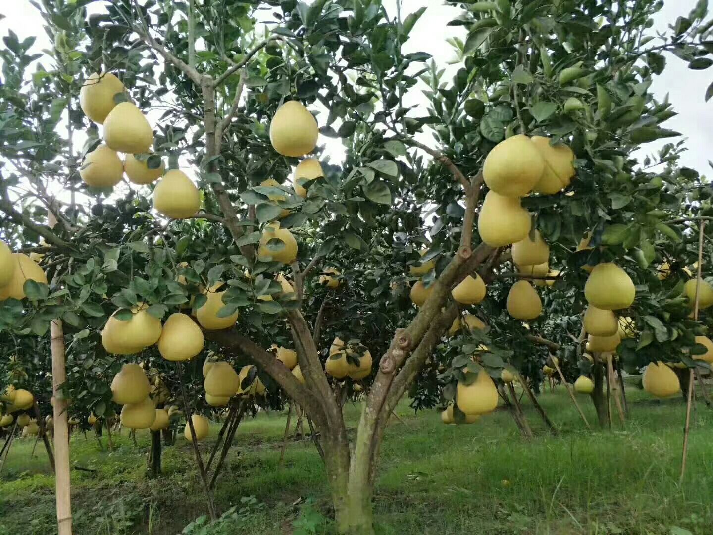 红心柚 2.5斤以上