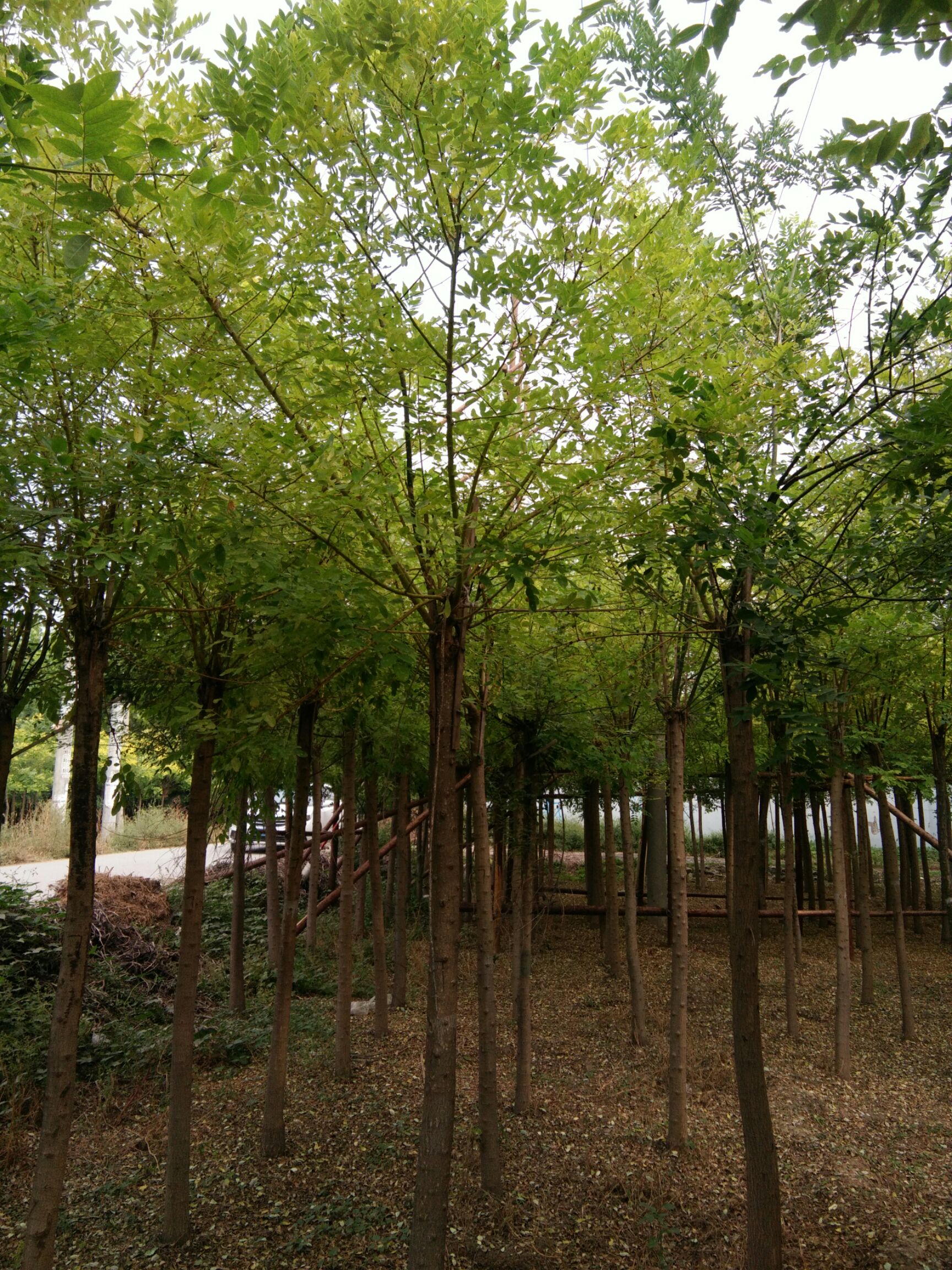 金叶（枝）槐