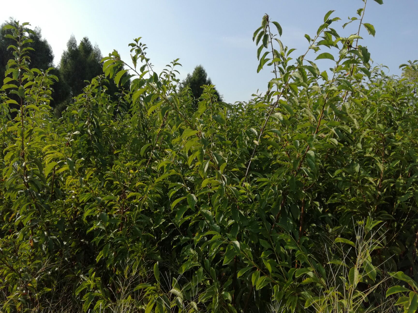 可以提供:产地代办,协助找车,基地直供,支持快递李子树苗主要品种:黑