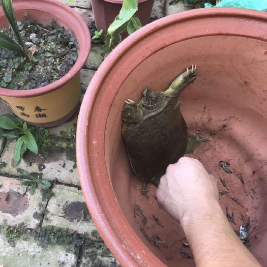 甲鱼