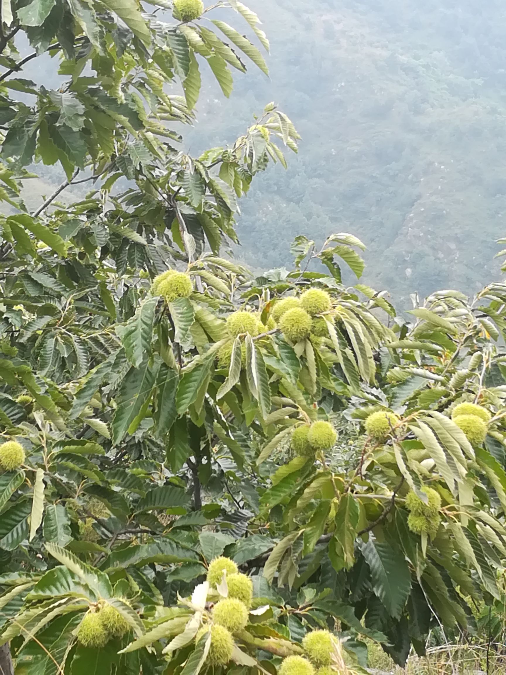 太行山板栗 统货 特选 