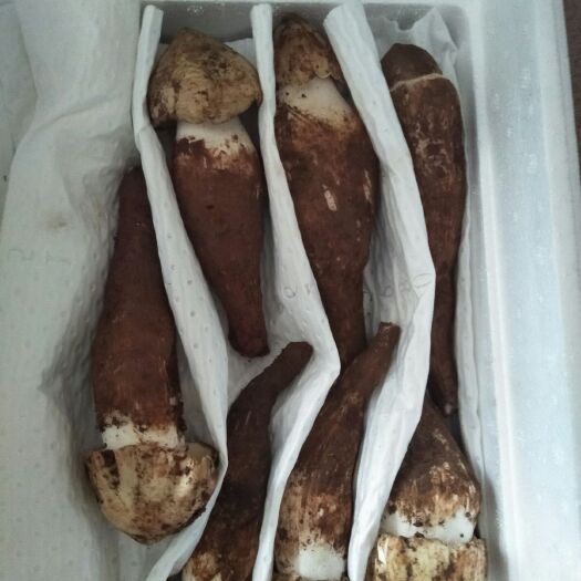 昆明鸡枞菌 野生 9cm以上 黄皮鸡枞 鲜货
