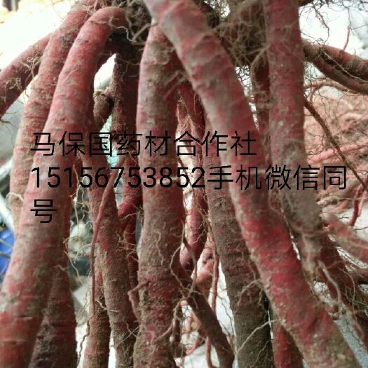 亳州丹参种苗 