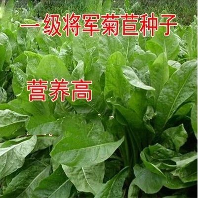 沭阳县菊苣种子 四季多年生大叶牧草冬季养殖兔子鸡鸭鹅牛羊蒋军菊苣种