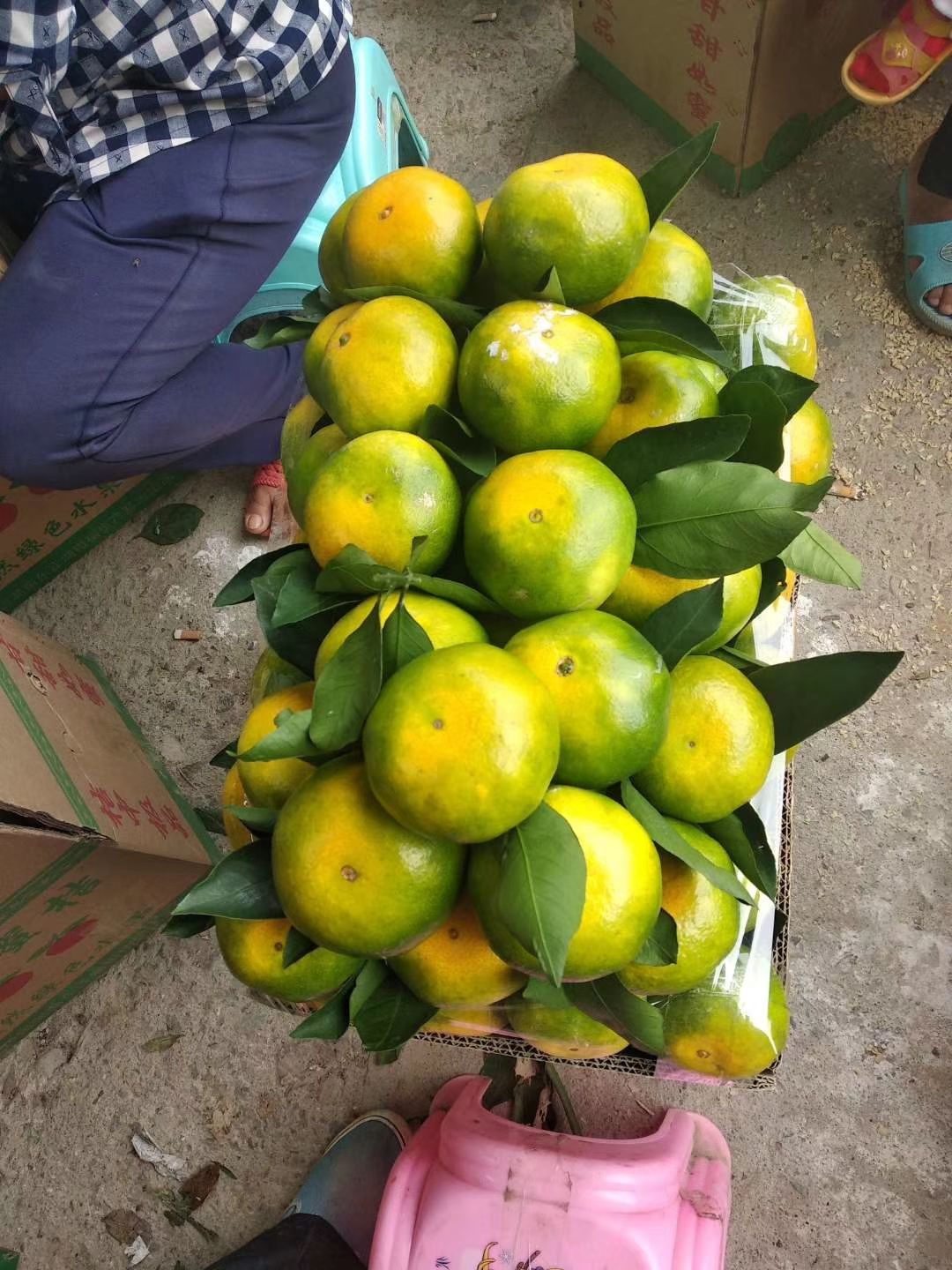 普早蜜桔 6 - 6.5cm 2 - 3两