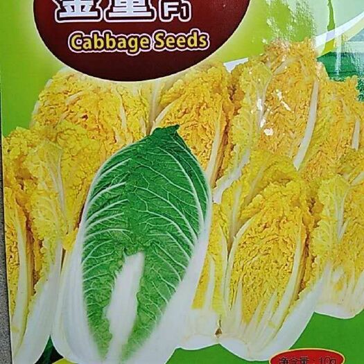 兰陵县白菜苗