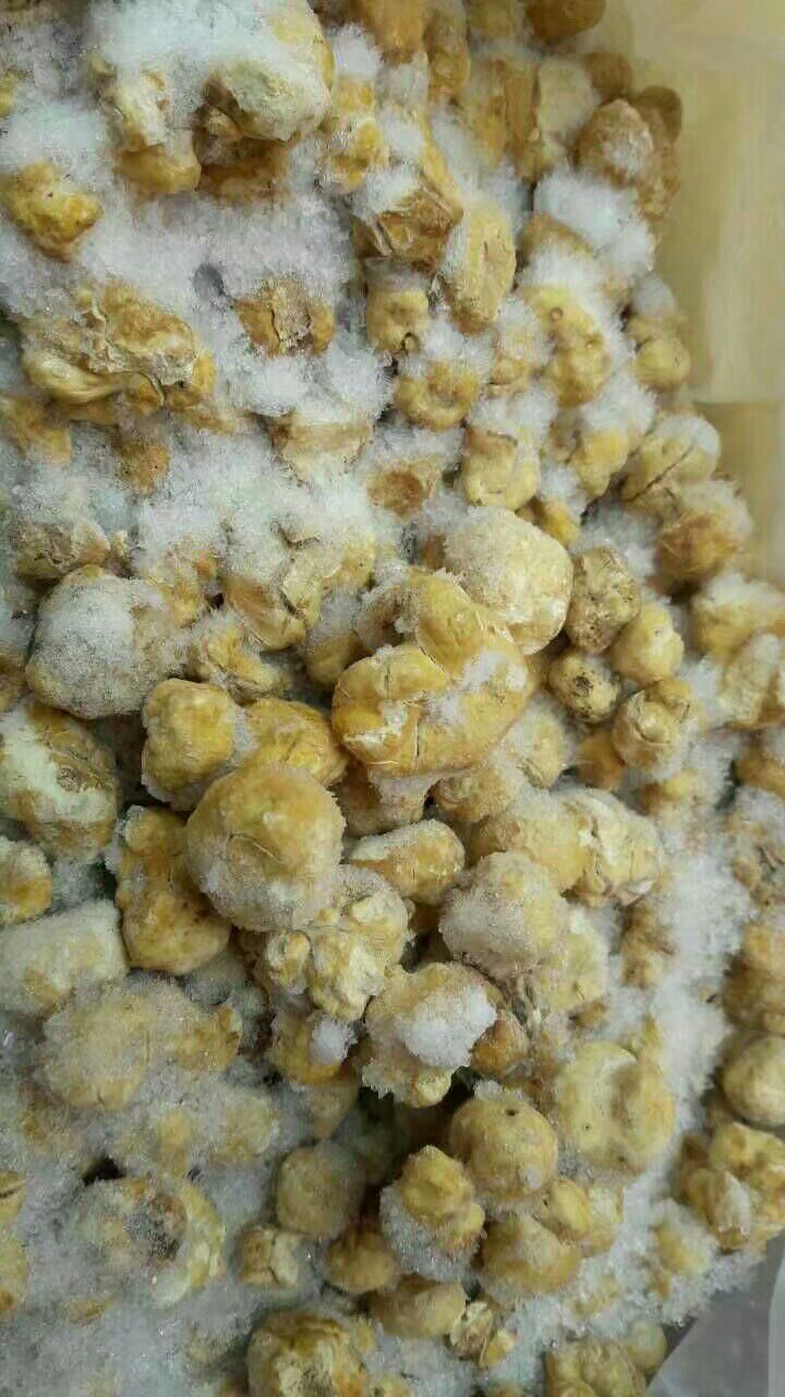 松露 1cm~2cm 白松露 冻货