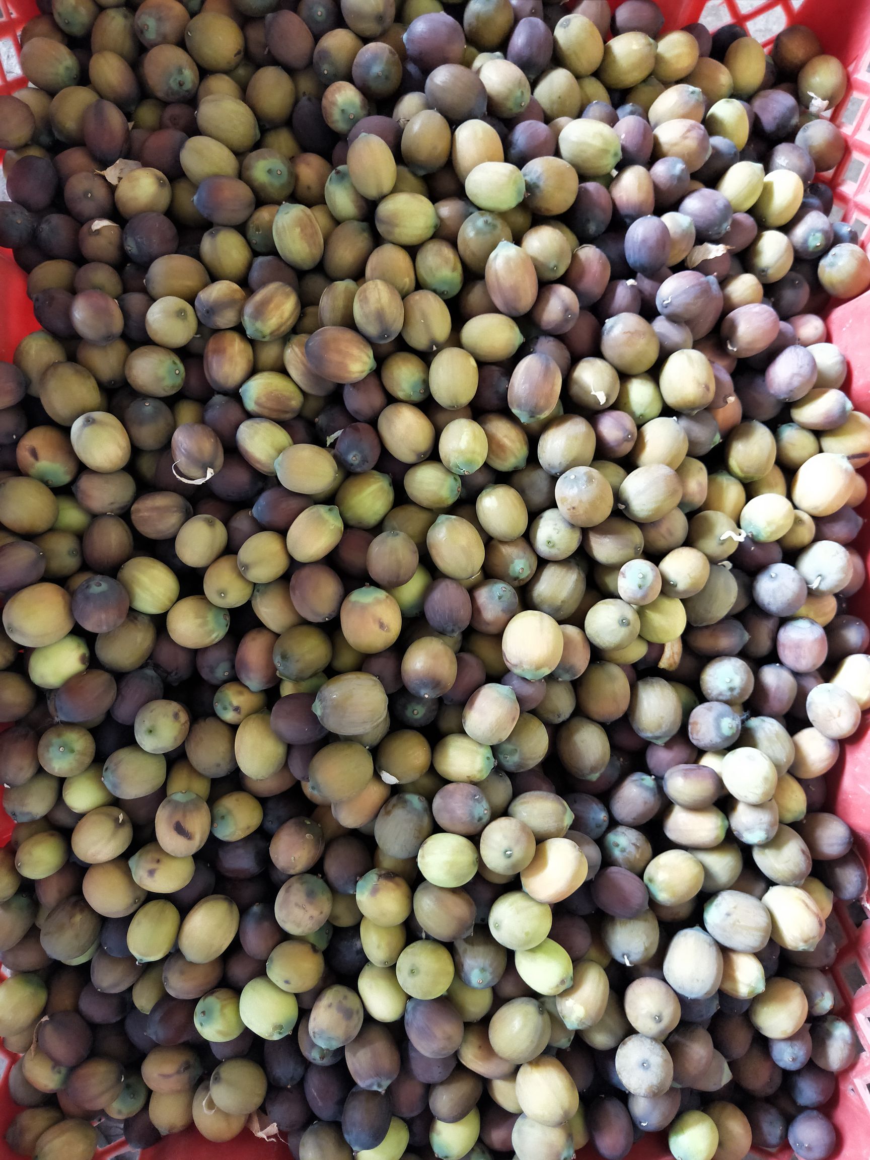 白莲子  大颗粒的现货新鲜莲子需要的下单包邮