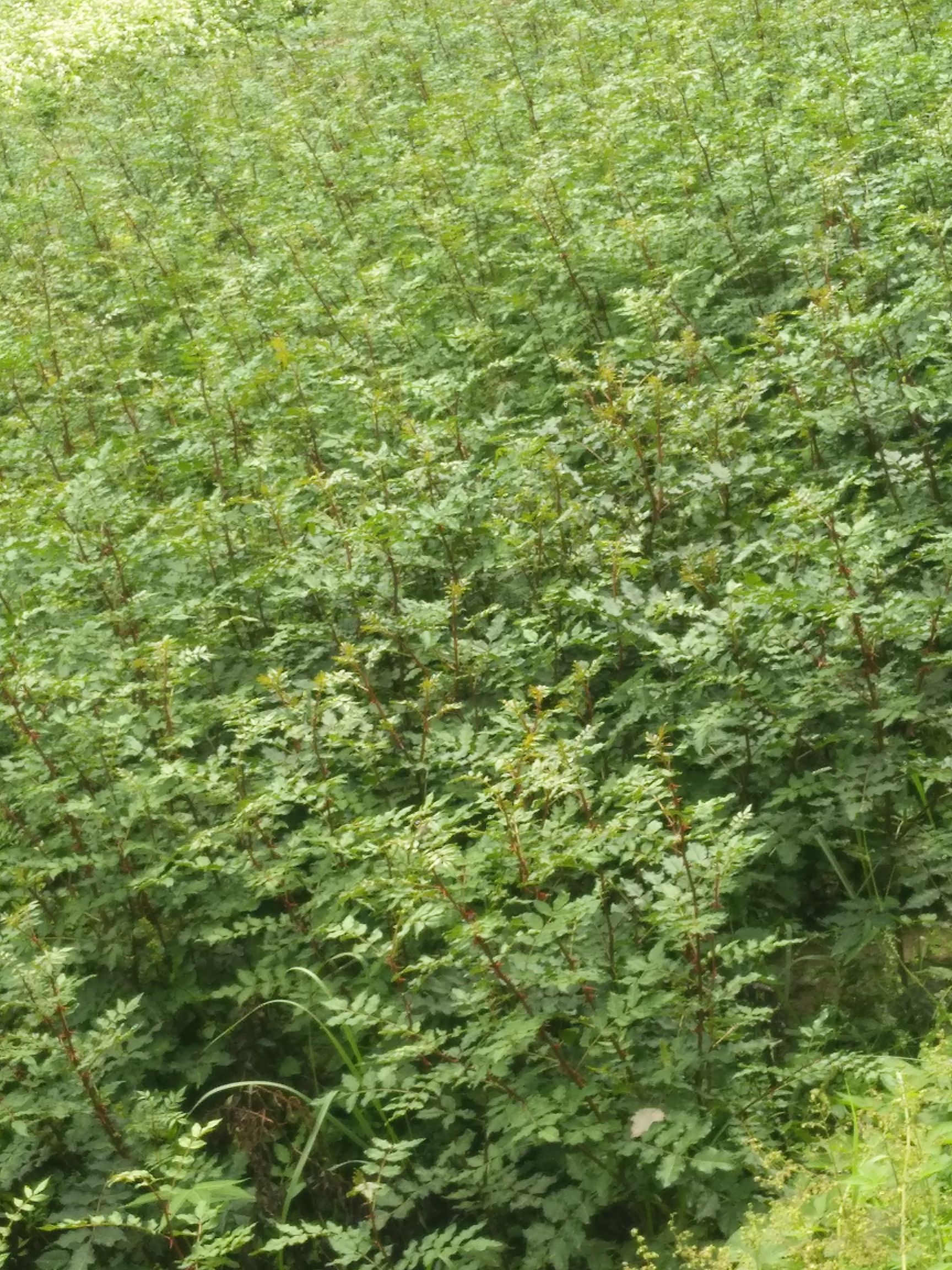 大红袍花椒苗 甘肃大红袍苗子产地直销品质好包技术