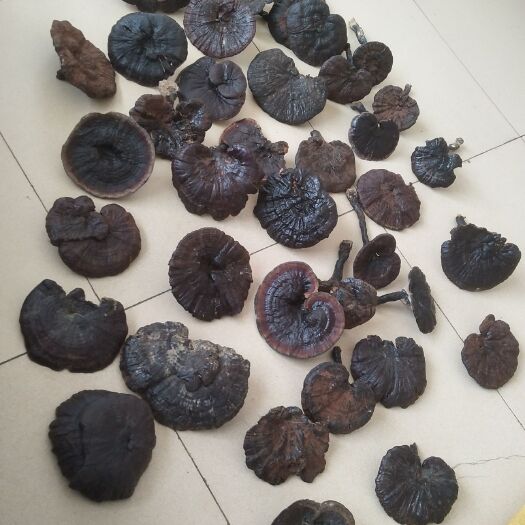 独山县灵芝 产品 贵州省黔南布依族苗族自治州三都水族自治县
