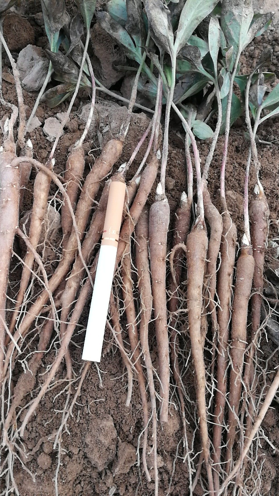 赤芍苗 芍药苗，赤芍苗，1年赤芍苗，基地批发价
