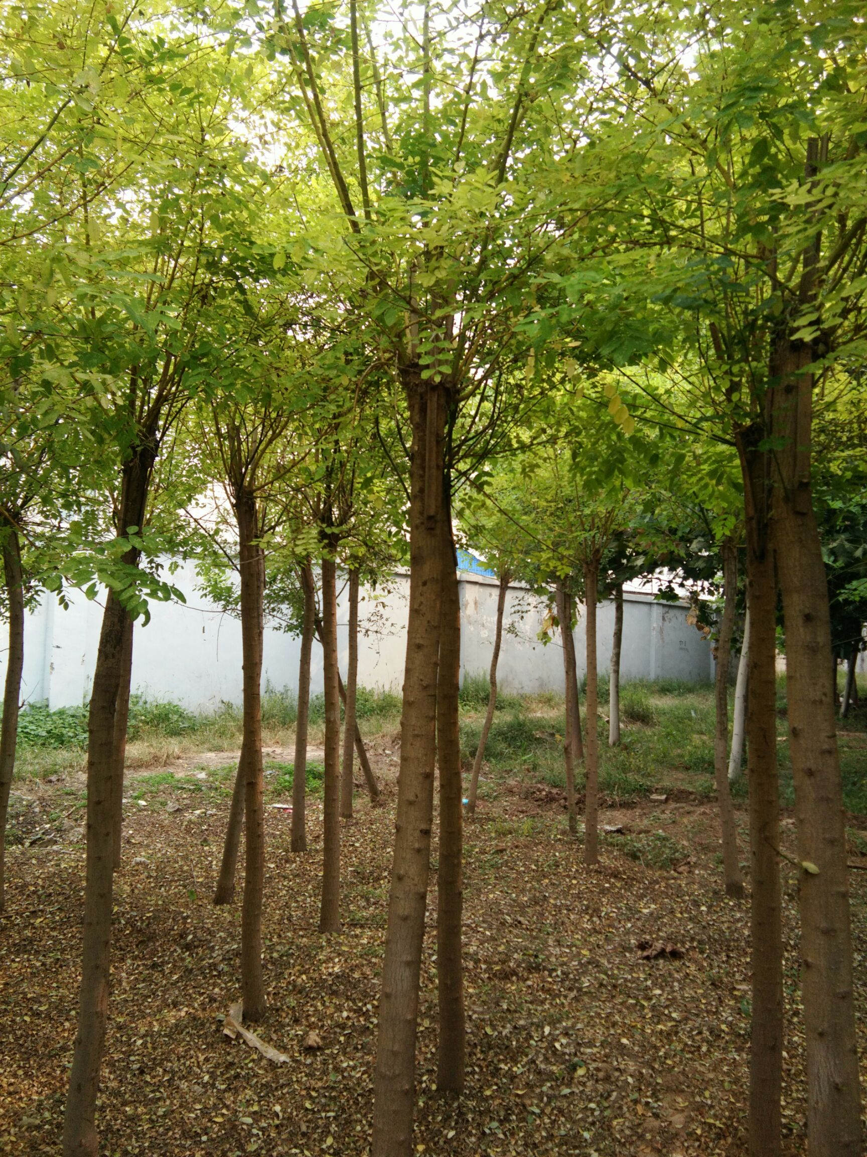 金叶（枝）槐