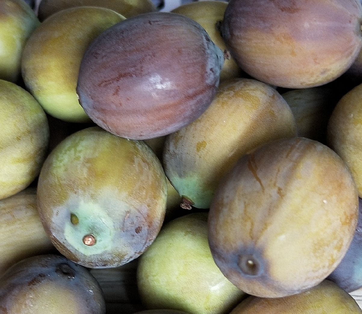 白莲子  大颗粒的现货新鲜莲子需要的下单包邮