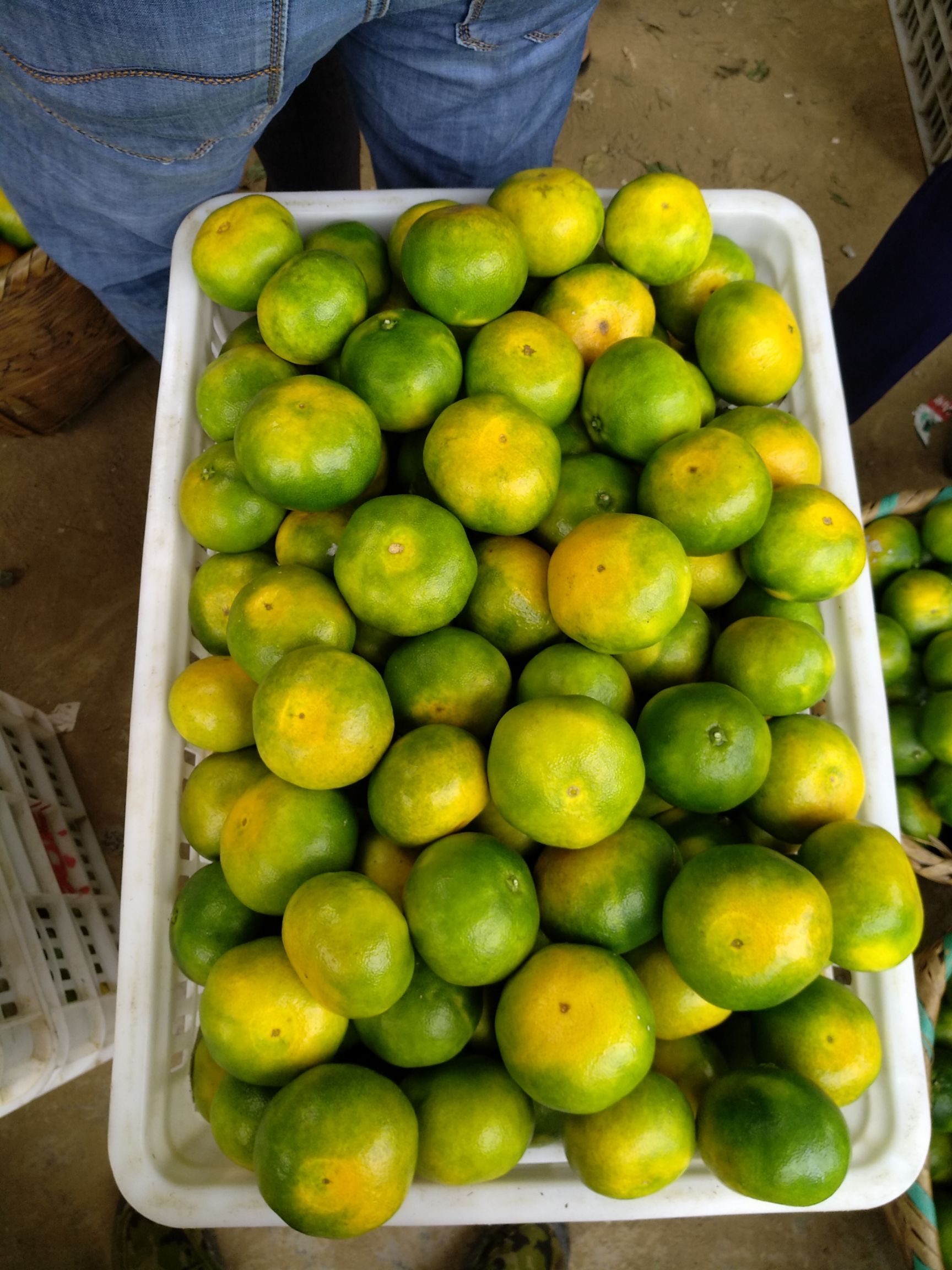 普早蜜桔 6 - 6.5cm 2 - 3两