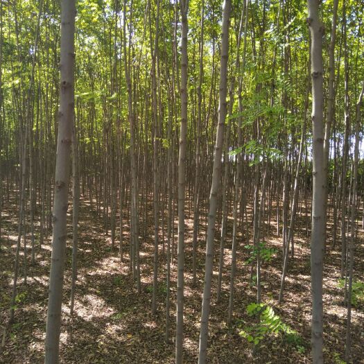正宁县香花槐