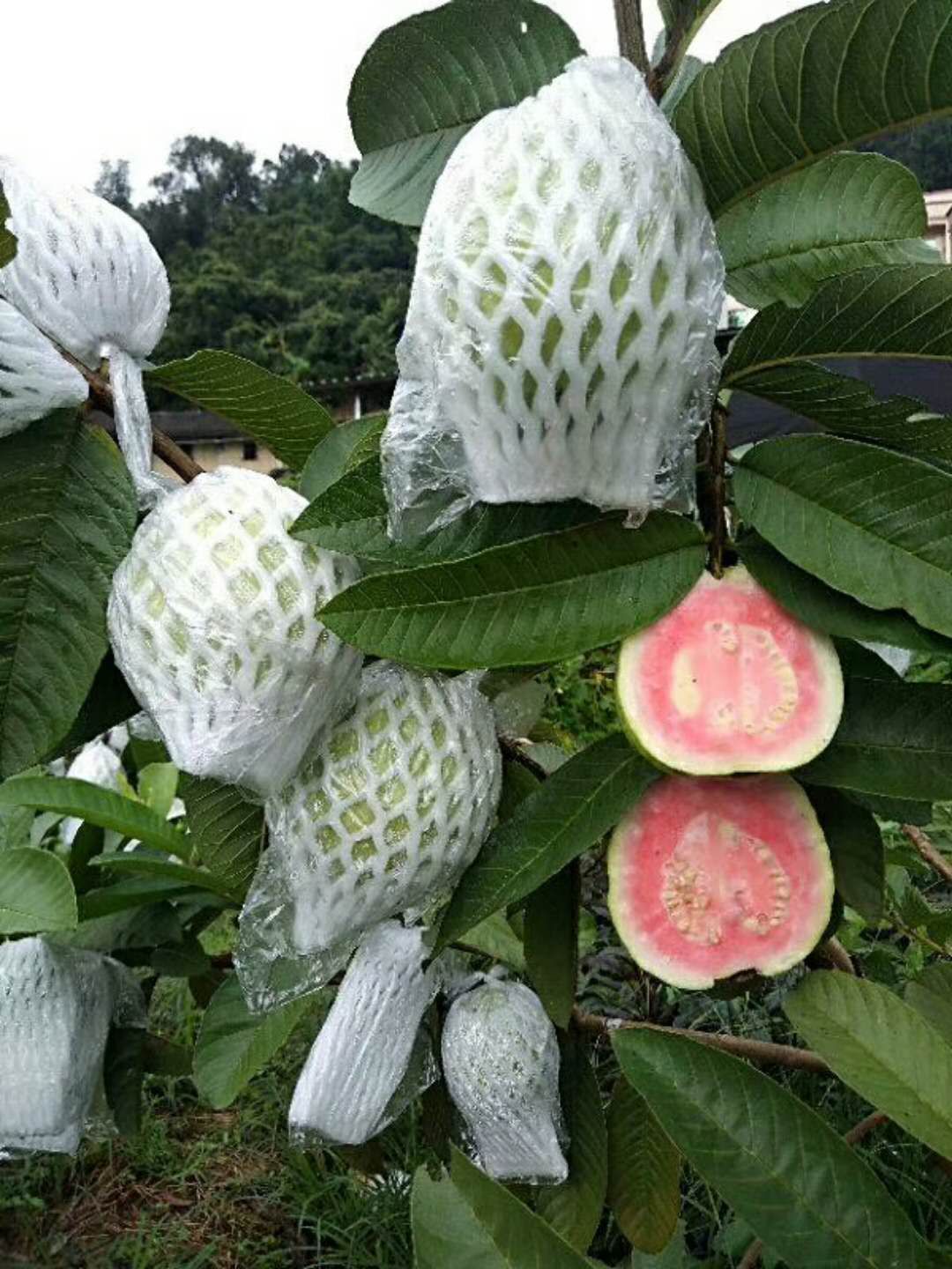 珍珠番石榴 200-250克