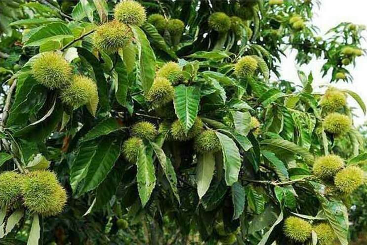 云南板栗 一级 中粒