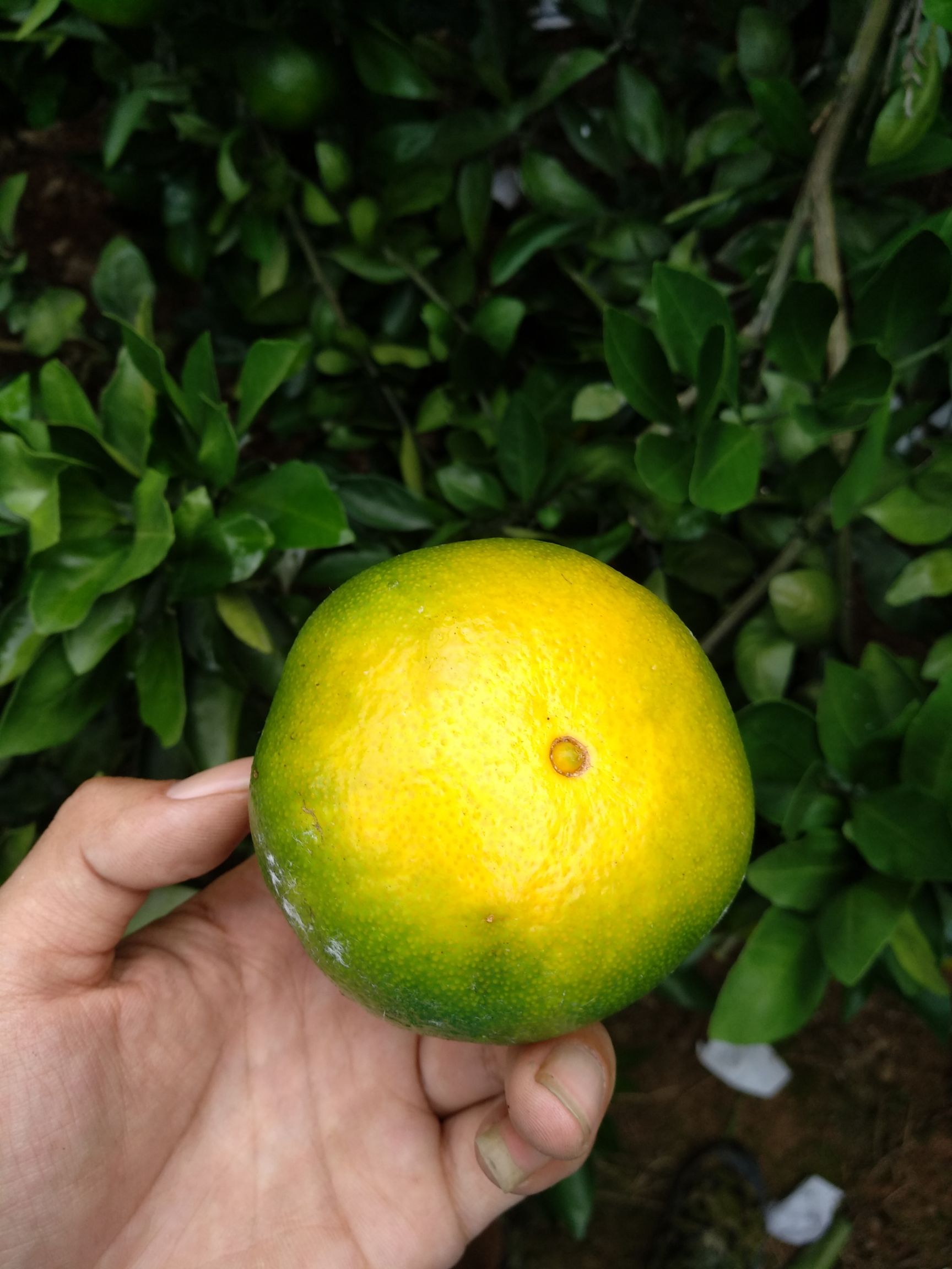 普早蜜桔 6 - 6.5cm 2 - 3两