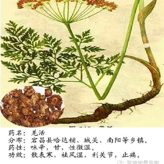 马尔康市羌活