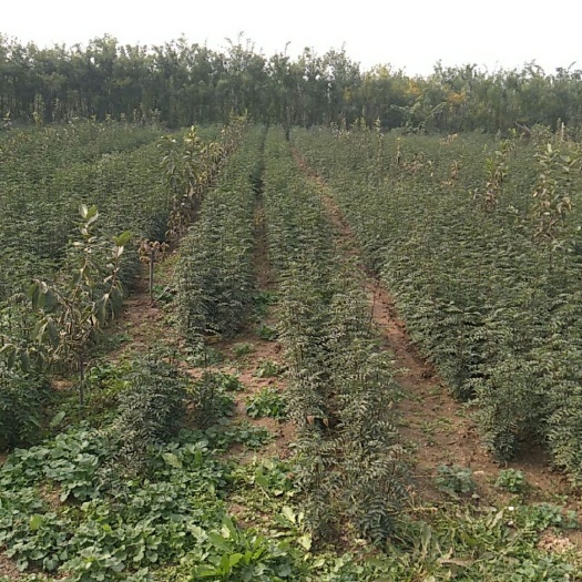 韩城市大红袍花椒苗