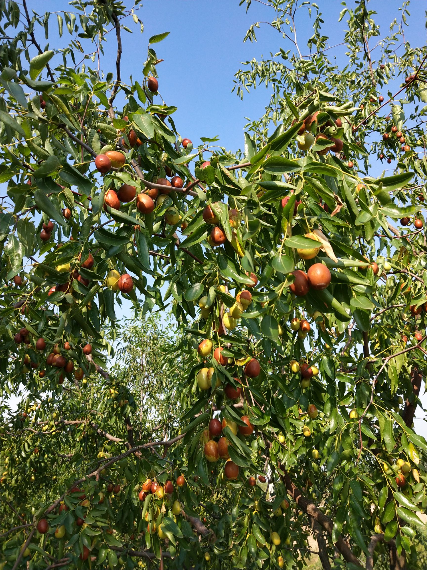 金丝小枣 拐一 10g以下