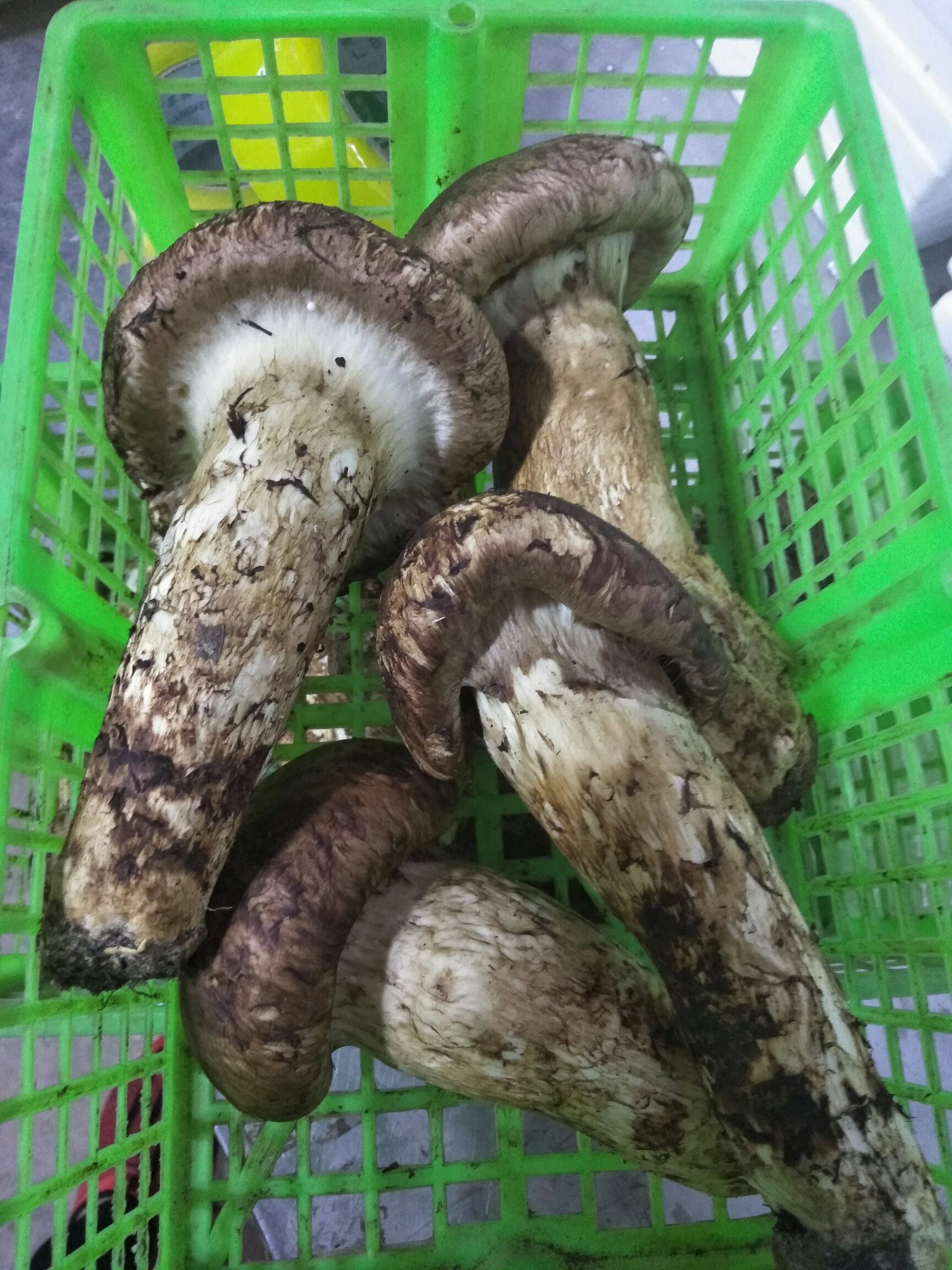 *生松茸 *生 15cm以上 未开伞 鲜货