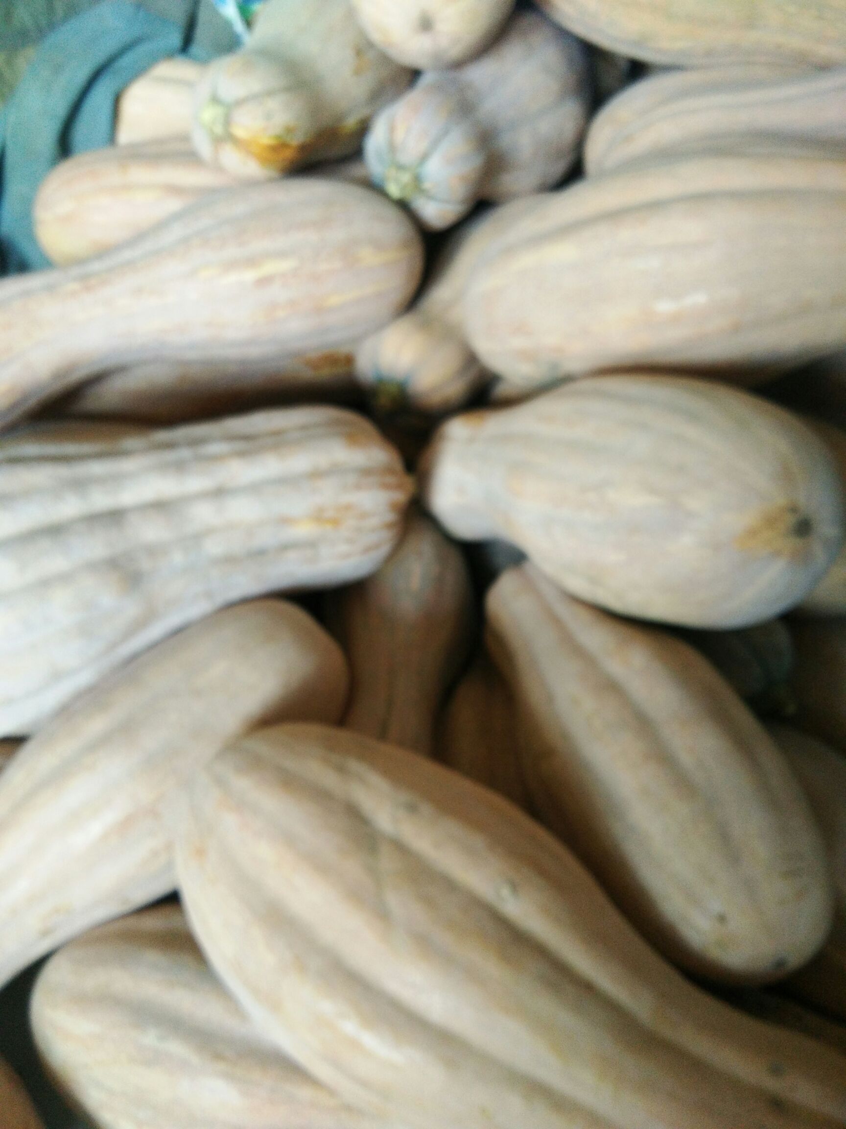 蜜本南瓜 6~10斤