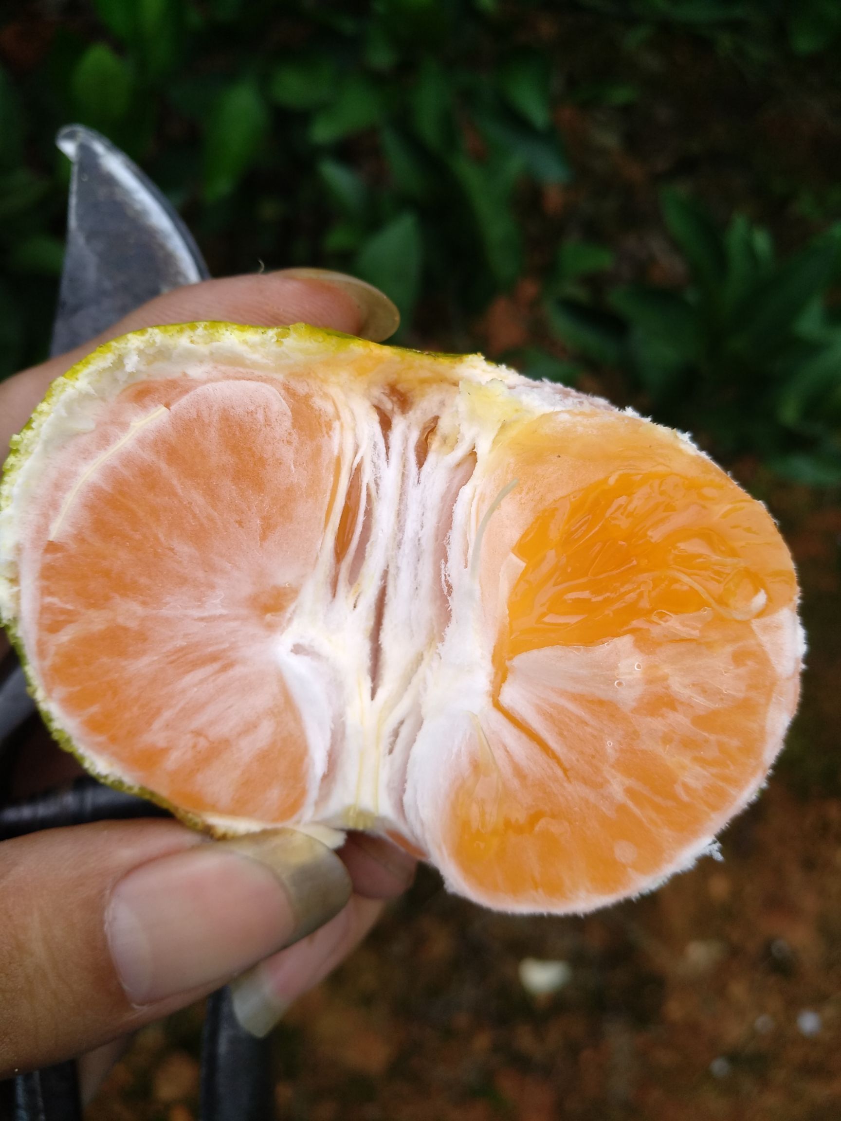 普早蜜桔 6 - 6.5cm 2 - 3两