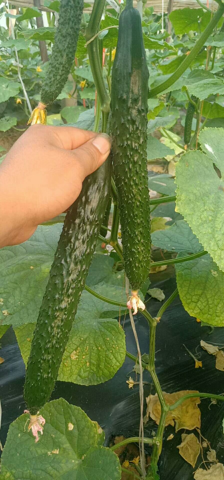 密刺黄瓜 22~25cm 干花带刺